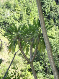 Delissea kauaiensis