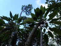 Delissea kauaiensis