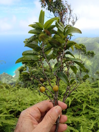 Diospyros sandwicensis