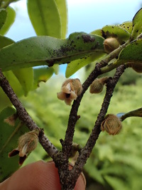 Diospyros sandwicensis