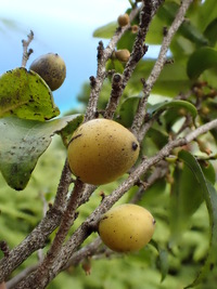 Diospyros sandwicensis