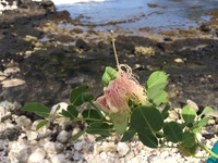 Capparis sandwichiana