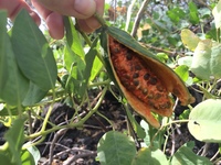 Capparis sandwichiana