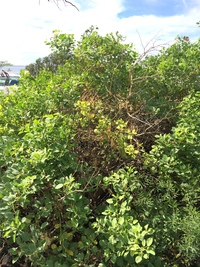 Capparis sandwichiana