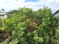 Capparis sandwichiana