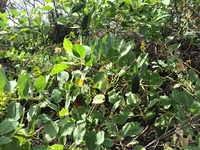 Capparis sandwichiana