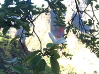 Hibiscus waimeae subsp. waimeae