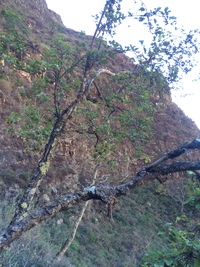 Hibiscus waimeae subsp. waimeae