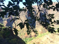 Hibiscus waimeae subsp. waimeae