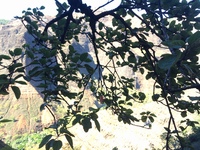 Hibiscus waimeae subsp. waimeae