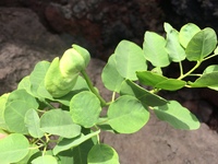 Capparis sandwichiana