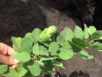 Capparis sandwichiana