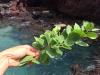 Capparis sandwichiana