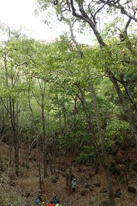 Hibiscus waimeae subsp. waimeae