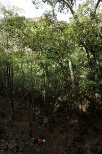 Hibiscus waimeae subsp. waimeae