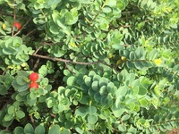 Wikstroemia uva-ursi