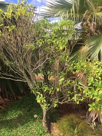 Gardenia brighamii