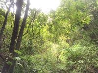Hibiscus waimeae subsp. hannerae