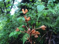 Hibiscus waimeae subsp. hannerae