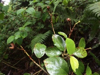 Hibiscus waimeae subsp. hannerae