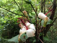Hibiscus waimeae subsp. hannerae