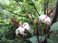 Hibiscus waimeae subsp. hannerae
