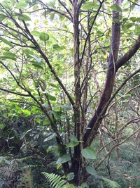 Hibiscus waimeae subsp. hannerae