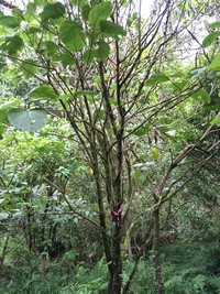 Hibiscus waimeae subsp. hannerae