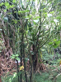 Hibiscus waimeae subsp. hannerae