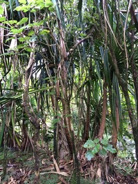 Hibiscus waimeae subsp. hannerae