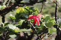 Hibiscus kokio subsp. kokio