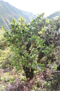 Hibiscus kokio subsp. kokio