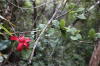 Hibiscus kokio subsp. kokio