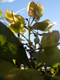 Dodonaea viscosa