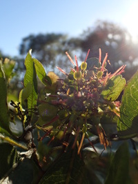 Dodonaea viscosa