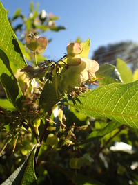 Dodonaea viscosa