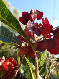 Dodonaea viscosa