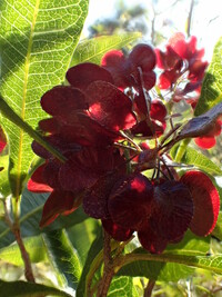 Dodonaea viscosa