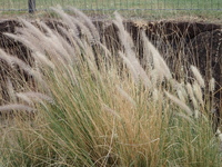 Cenchrus setaceus