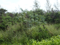 Sesbania grandiflora