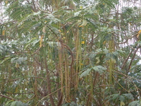 Sesbania grandiflora