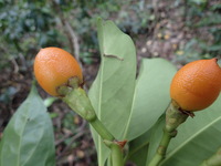 Fagraea berteroana