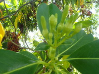 Fagraea berteroana