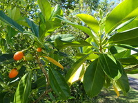 Fagraea berteroana