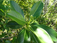 Fagraea berteroana