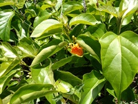 Cordia subcordata
