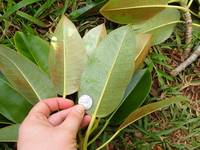 Ficus macrophylla
