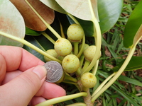 Ficus macrophylla