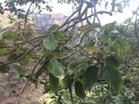 Hibiscus waimeae subsp. waimeae