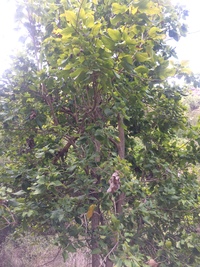 Sapindus oahuensis